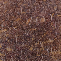 Kopec Urpín, bílé kmeny 2010, kombinovaná technika na kartonu, 100 x 75 cm